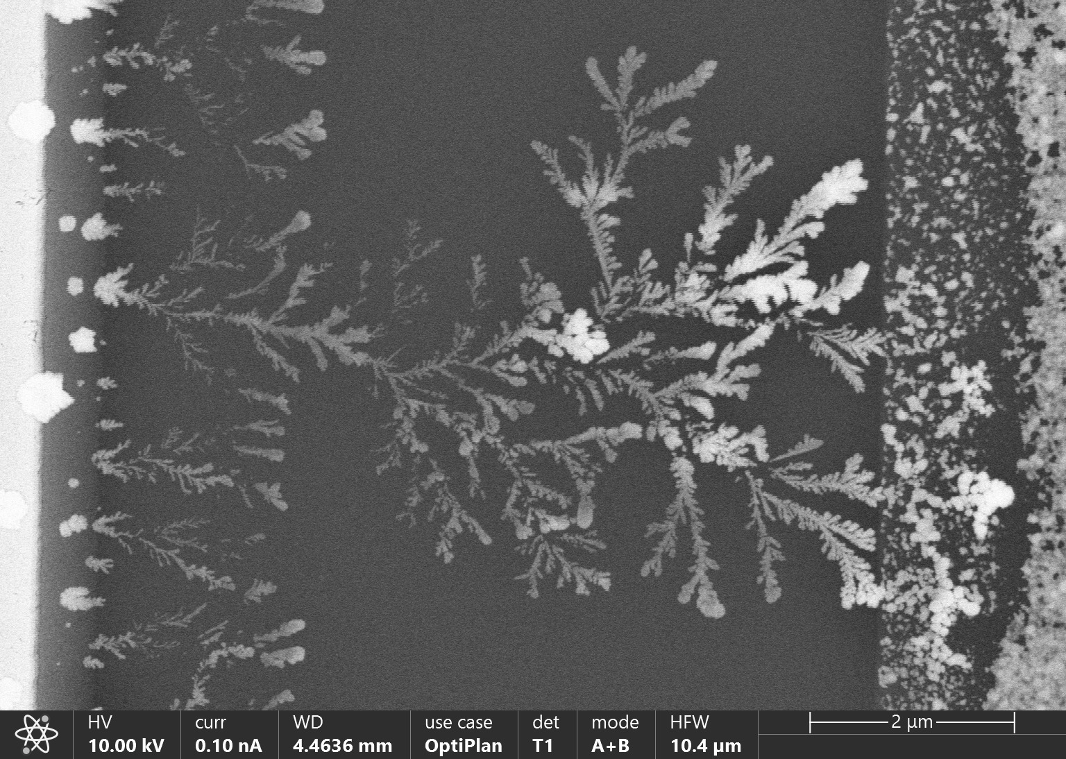 SEM_Dendrite